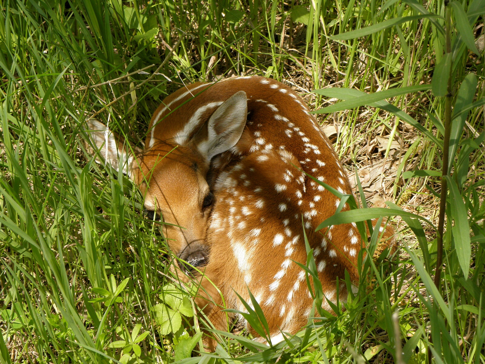 Fawn Time!